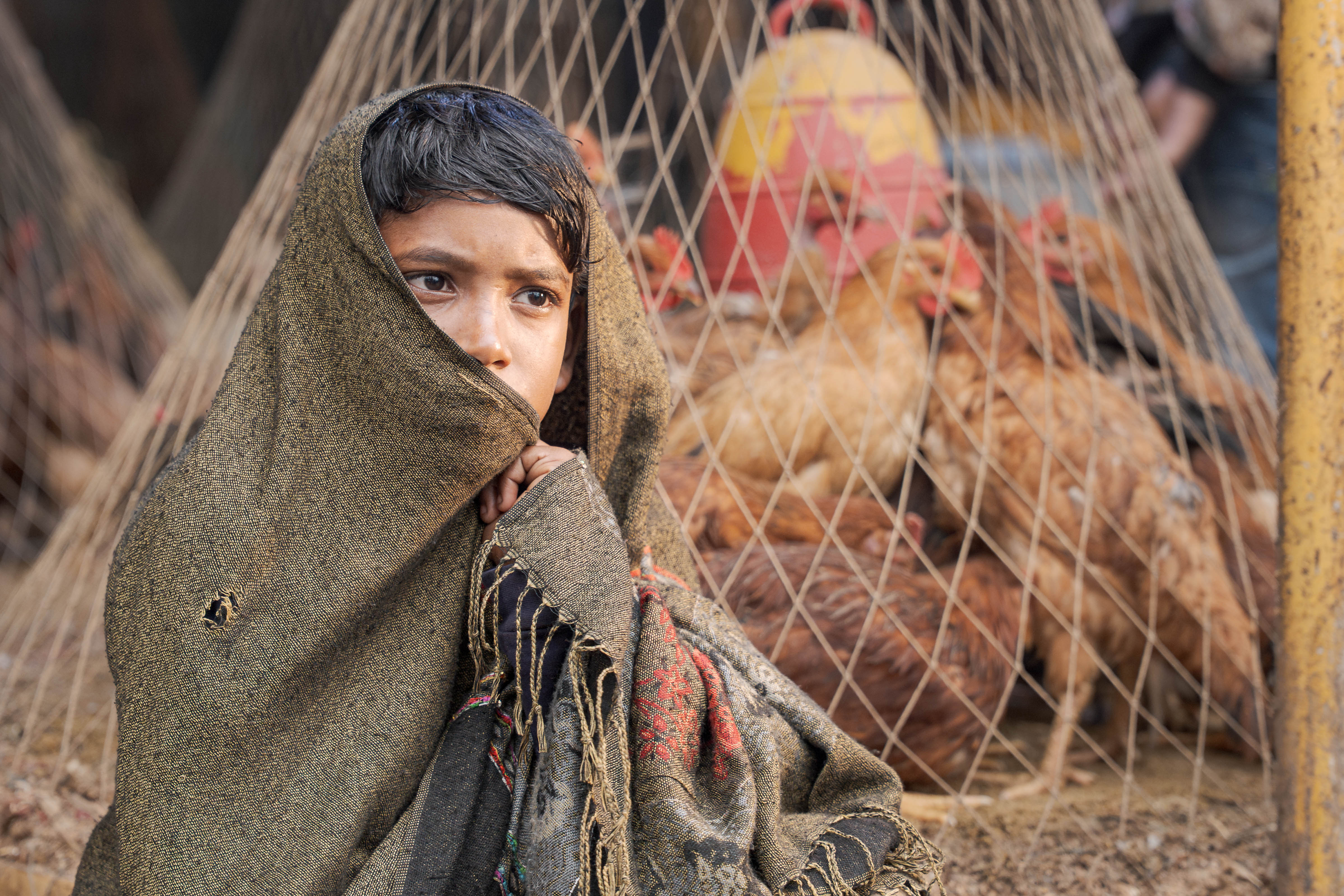 Chicken Market
